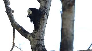 Whiteheaded Woodpecker 3 October 2024 [upl. by Llednav]