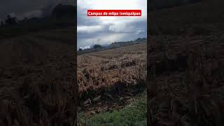 ixmiquilpan suscribeteaestecanal milpa videovlog [upl. by Aztiraj]