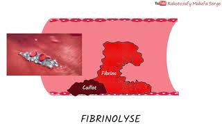 FIBRINOLYSE  REGULATION DE LA COAGULATION [upl. by Nylekcaj]