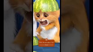 FUNNY Cat 😺 Drop Watermelon 🍉 shorts viralshorts Youtubeshorts [upl. by Linnell633]