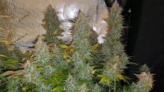 Harvest 🍊orange Diesel⛽️ mephisto genetics Hang drying whole plant for about 14 daysHelp me trim [upl. by Hayila]