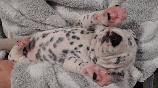 A Glimpse into Puppy Perfection Delta Dalmatians 2WeekOld Litter [upl. by Normi990]