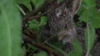 A Leveret or Baby Snowshoe Hare in HD [upl. by Johannes]