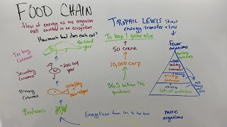 Food chains webs and trophic levels [upl. by Rasaec]