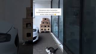 Çok güzel bir fikir kedi mahallesi 😻 cat kedi catlovers catlover 🎥zubeydealmutlu [upl. by Hsitirb]