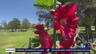 Hollyhocks Meet the official flowers of Boulder City [upl. by Eymaj]