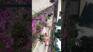 mughal garden nishat bagh travel nature ytvideo trending [upl. by Dee]