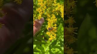 Two assassin bugs mating on goldenrod nature wild fascinating entomology [upl. by Carin]