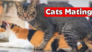 Cats Mating  How Cats Mate [upl. by Rehtul]