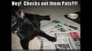 Funny LOL Cats You might pee your pants [upl. by Ahsirpac372]