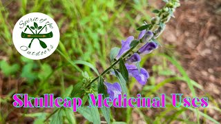 Skullcap Medicinal Uses [upl. by Penelope]