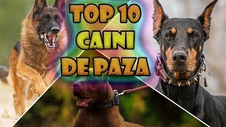 TOP 10 Caini de paza  Cele mai puternice rase de caini [upl. by Nerrat425]