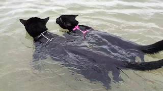 Adorable cats swimming together for the first time [upl. by Jelena]