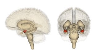 Communication Between the Amygdala and the Frontal Lobe [upl. by Inej218]