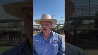 Wagga Cattle Market Report 141024 [upl. by Jamal83]