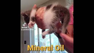 Kitten Constipation Home Remedy [upl. by Anial31]