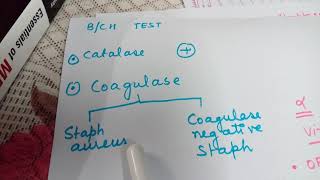 Staphylococcus and StreptococcusEasy lecture [upl. by Olinad699]