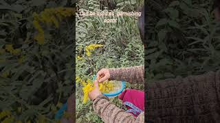 Harvesting Solidago virgaurea flowers [upl. by Reisch339]