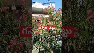 ganneru chettu telangana pilla telugu youtube shorts viral video trending realfoolsteam [upl. by Elita]