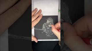 Hummingbird Scratchboard Art timelapse [upl. by Stier]