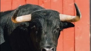 ¡VUELVE MORANTE A SEVILLA TOROS DE JUAN PEDRO DOMECQ PARA MORANTE MANZANRES Y AGUADO [upl. by Gader175]