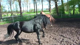 Natürliche Anpaarung Rocky Mountain Horse Hengst und Stute Love between Mare and Stallion [upl. by Norac]