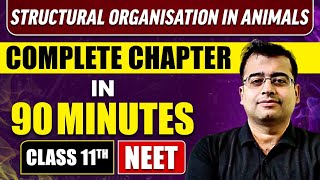 STRUCTURAL ORGANISATION IN ANIMALS in 90 Minutes  Full Chapter Revision  Class 11 NEET [upl. by Atcele933]