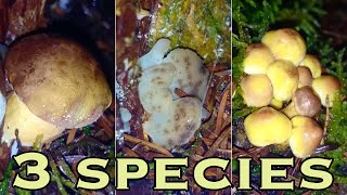 3 species on same wood stump Part 1 [upl. by Lav184]