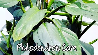 Philodendron Silver Sword  Hastatum Plant Care 101 [upl. by Elset]