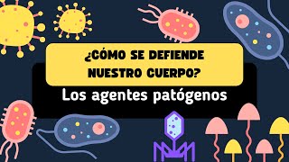 ¿Cómo se defiende nuestro cuerpo de los agentes patógenos 🦠🛡️ [upl. by Aivila267]