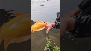 flowerhorn fish barehand catch [upl. by Amand520]