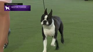 Boston Terriers  Breed Judging 2023 [upl. by Mit26]