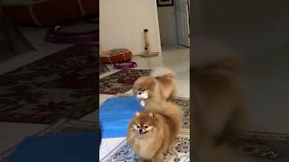 Cute pom dog playing compilation funny moments [upl. by Nahtanoy]