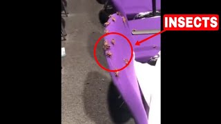 Trans activists release swarms of insects at LGB Alliance event [upl. by Fisk79]