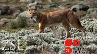 ZSL and the IUCN Red List [upl. by Airrej263]