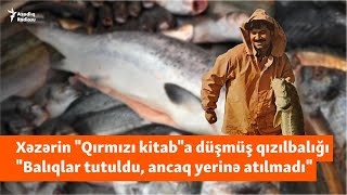 Qırmızı kitaba düşmüş Xəzərin qızılbalığı  quotHökumət dağıldı zavodlar bağlandıquot [upl. by Rolecnahc796]