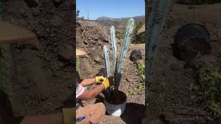 How to plant blue torch cactus 🌵 cactus planting fy reels reelsvideo [upl. by Enived]