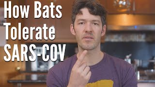 Bats Tolerate Coronavirus Heres How  Lessons for us Humans [upl. by Eiromem399]