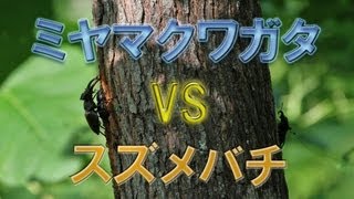 昆虫バトル ミヤマクワガタVSスズメバチ [upl. by Forrest201]