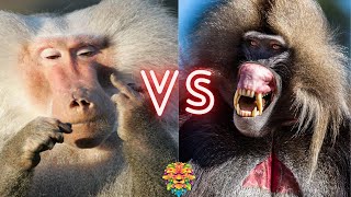 The Ultimate Showdown Baboon vs Gelada Fight to the Finish [upl. by Heidt]