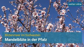 Mandelblüte in der Pfalz 🌸 [upl. by Krilov]