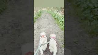 Sealyham Terrier walks around Stodmarsh Nature Reserve 26th March 2024 dogs nature canterbury [upl. by Stelmach]