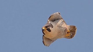 Peregrino picadoPeregrine falcon stoop [upl. by Spaulding865]