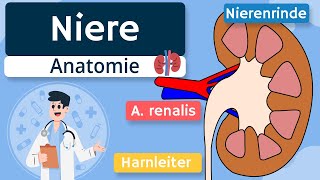 Niere  Aufbau und Funktion einfach erklärt [upl. by Tnecnivleahcim]