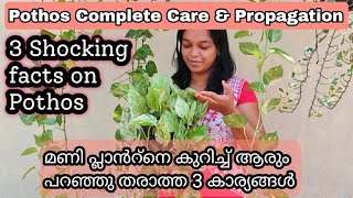 Pothos Complete Care  Propagation  മണി പ്ലാൻറ് തഴച്ചു വളരാൻ ഇങ്ങനെ ചെയ്താൽ മതി [upl. by Aikyt]