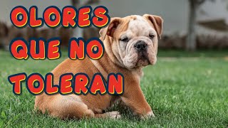 OLORES QUE ODIAN LOS PERROS [upl. by Bradwell]