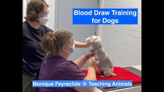 Dog Blood Draw Training  Teaching Animals [upl. by Iren832]