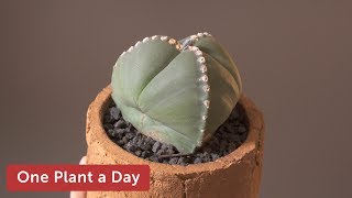 Astrophytum myriostigma var tricostatum Houseplant Care — 186 of 365 [upl. by Akeim]