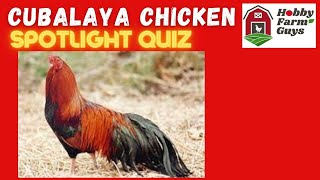 Cubalaya Chicken Spotlight Quiz [upl. by Yeleek]