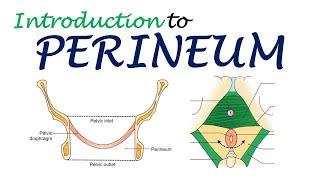 Chp28  P€RINEUM Introduction  BDC Vol2 Chp  Dr Asif Lectures [upl. by Nedia149]